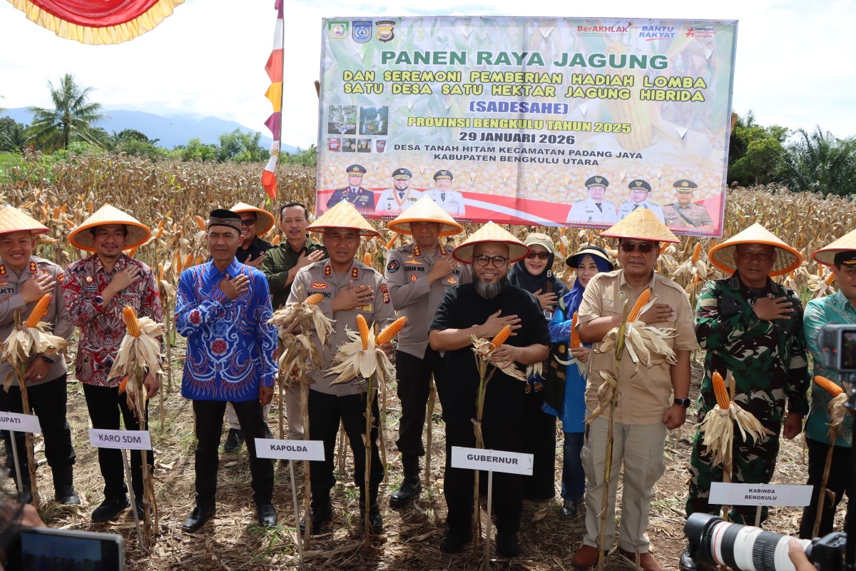 Gubernur Bengkulu, Kapolda, dan Bupati Bengkulu Utara Hadiri Panen Raya Jagung Sadesahe di Desa Tanah Hitam
