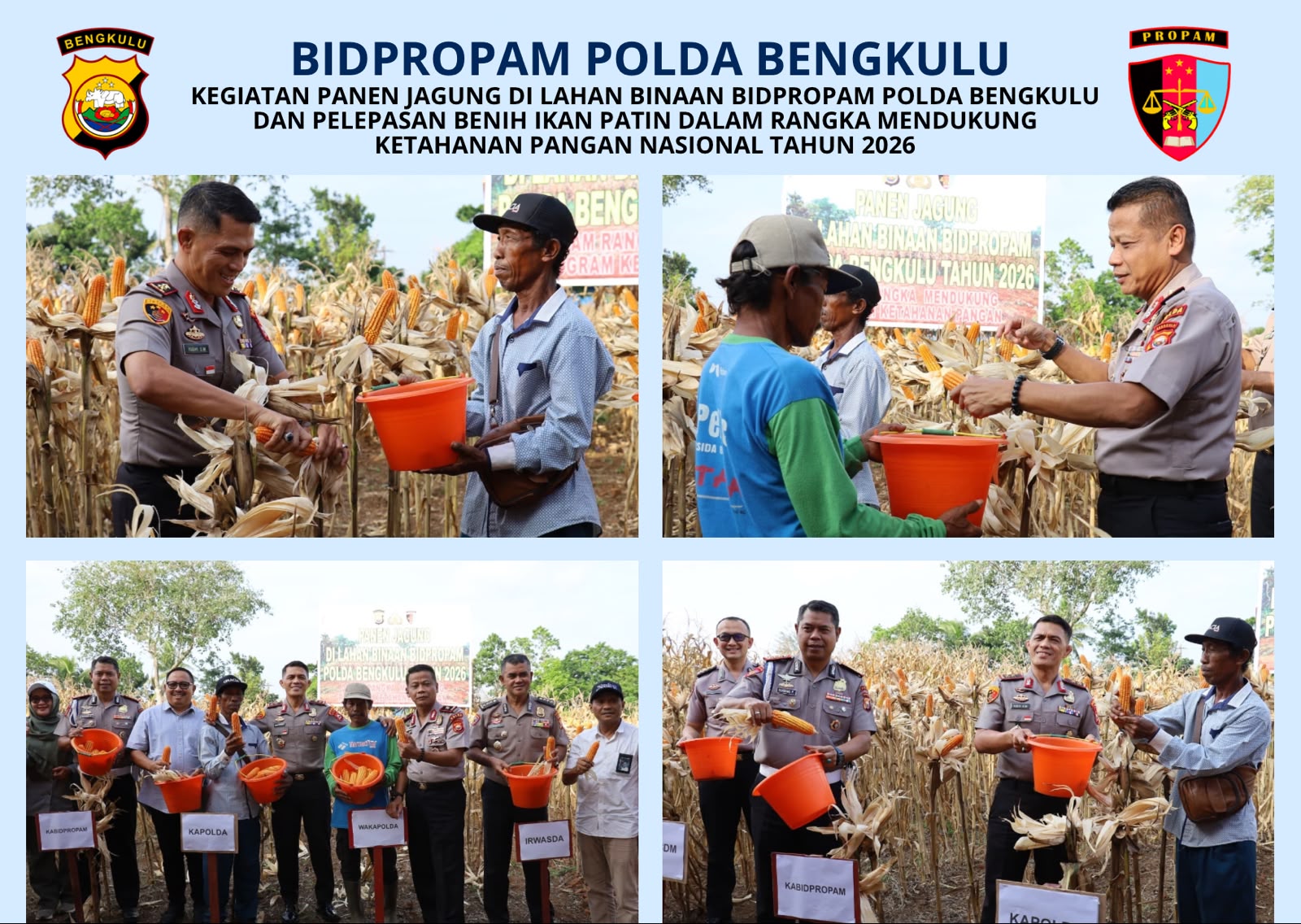 Polda Bengkulu Panen 4 Ton Jagung dan Tebar 3.000 Benih Ikan Patin, Dukung Ketahanan Pangan
